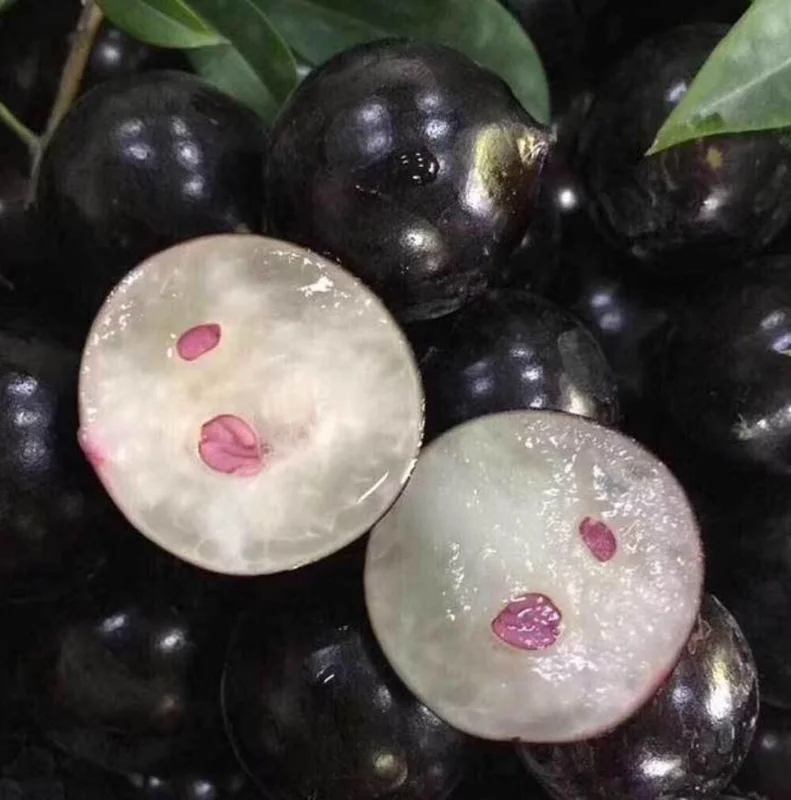 Jaboticaba Tree Live Plant – 1 ft Tall Starter – Fruit & Ornamental Tree Jaboticaba Tree Live Plant – 1 ft Tall Starter – Fruit & Ornamental Tree - Image 5