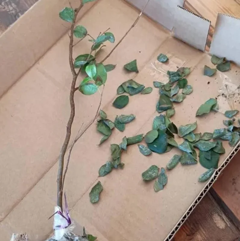 Jaboticaba Tree Live Plant – 1 ft Tall Starter – Fruit & Ornamental Tree Jaboticaba Tree Live Plant – 1 ft Tall Starter – Fruit & Ornamental Tree - Image 7