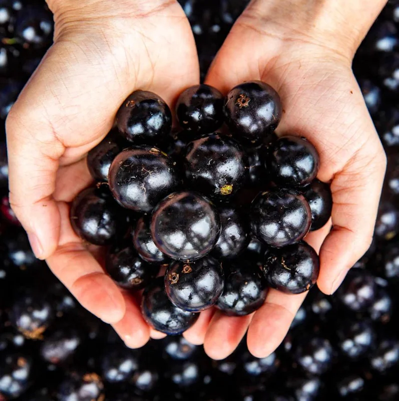 Jaboticaba Tree Live Plant – 1 ft Tall Starter – Fruit & Ornamental Tree Jaboticaba Tree Live Plant – 1 ft Tall Starter – Fruit & Ornamental Tree - Image 1