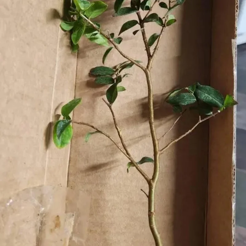 Jaboticaba Tree Live Plant – 1 ft Tall Starter – Fruit & Ornamental Tree Jaboticaba Tree Live Plant – 1 ft Tall Starter – Fruit & Ornamental Tree - Image 8