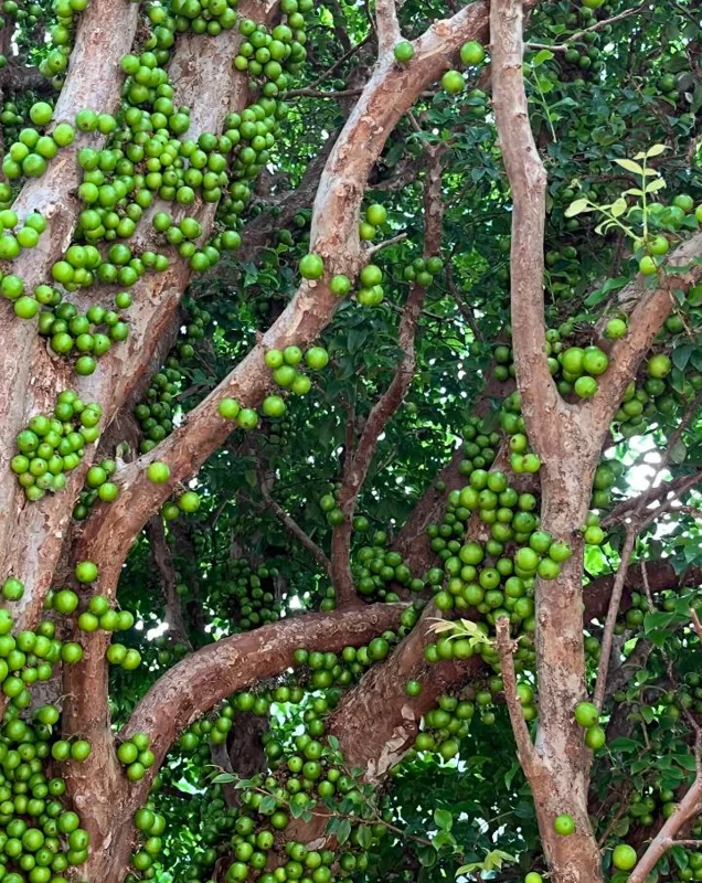 Jaboticaba Tree Live Plant – 1 ft Tall Starter – Fruit & Ornamental Tree Jaboticaba Tree Live Plant – 1 ft Tall Starter – Fruit & Ornamental Tree - Image 9