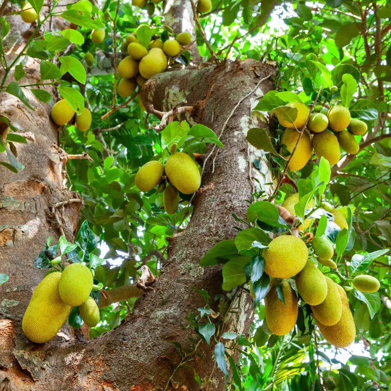 Jackfruit Live Plant - 10-12 Inch Tropical Fruit Tree, Half Gallon Pot, Sweet Fruit Jackfruit Live Plant - 10-12 Inch Tropical Fruit Tree, Half Gallon Pot, Sweet Fruit - Image 4