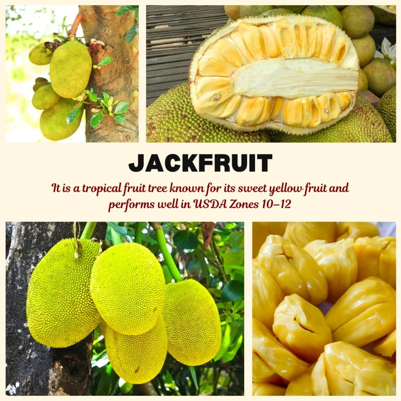 Jackfruit Live Plant - 10-12 Inch Tropical Fruit Tree, Half Gallon Pot, Sweet Fruit Jackfruit Live Plant - 10-12 Inch Tropical Fruit Tree, Half Gallon Pot, Sweet Fruit - Image 5