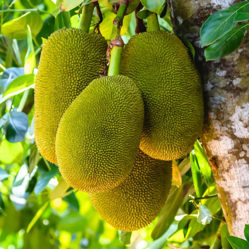Jackfruit Live Plant - 10-12 Inch Tropical Fruit Tree, Half Gallon Pot, Sweet Fruit Jackfruit Live Plant - 10-12 Inch Tropical Fruit Tree, Half Gallon Pot, Sweet Fruit - Image 6