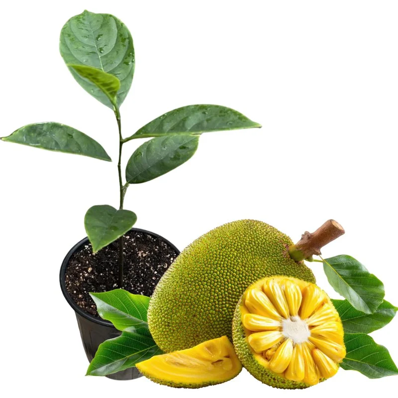 Jackfruit Live Plant - 10-12 Inch Tropical Fruit Tree, Half Gallon Pot, Sweet Fruit - Image 1