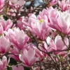 Jane Magnolia Live Plant – 6-12 Inches Tall – 2.5" Pot – Ornamental Shrub - Image 1