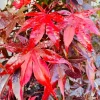Japanese Bloodgood Maple Live Tree – 18-28" Tall – 1 Gallon Pot – Acer palmatum Japanese Bloodgood Maple Live Tree – 18-28" Tall – 1 Gallon Pot – Acer palmatum - Image 1