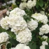Japanese Snowball Viburnum Live Bush - 6-12" Tall - 3" Pot - White Flowering Shrub Japanese Snowball Viburnum Live Bush - 6-12" Tall - 3" Pot - White Flowering Shrub - Image 1