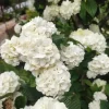 Japanese Snowball Viburnum Live Plant - 6-12" Tall, 3" Pot, White Shrub Japanese Snowball Viburnum Live Plant - 6-12" Tall, 3" Pot, White Shrub - Image 1