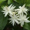 Jasmine Belle of India Live Plant - Arabian Jasmine 4-6" Tall - Fragrant White Flowers Jasmine Belle of India Live Plant - Arabian Jasmine 4-6" Tall - Fragrant White Flowers - Image 1
