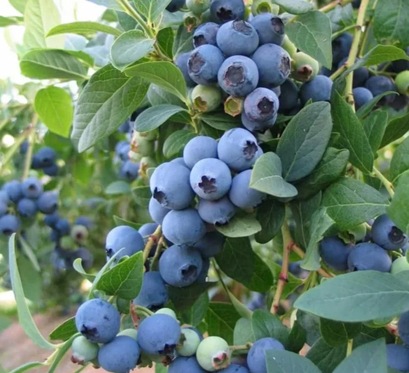 Jewel Southern Highbush Blueberry Bush Live Plant - 4-6" Tall Starter Jewel Southern Highbush Blueberry Bush Live Plant - 4-6" Tall Starter - Image 2