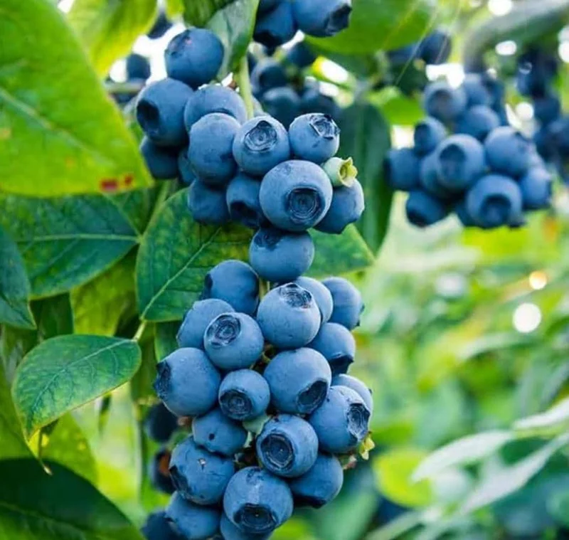 Jewel Southern Highbush Blueberry Bush Live Plant - 4-6" Tall Starter Jewel Southern Highbush Blueberry Bush Live Plant - 4-6" Tall Starter - Image 3