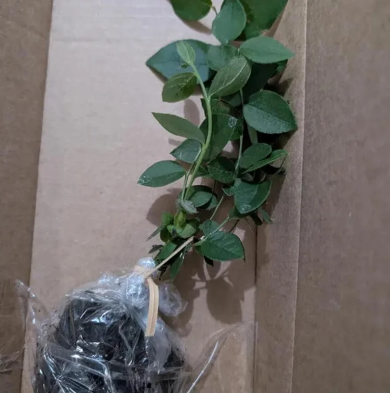 Jewel Southern Highbush Blueberry Bush Live Plant - 4-6" Tall Starter Jewel Southern Highbush Blueberry Bush Live Plant - 4-6" Tall Starter - Image 4