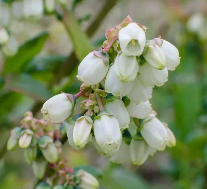 Jewel Southern Highbush Blueberry Bush Live Plant - 4-6" Tall Starter Jewel Southern Highbush Blueberry Bush Live Plant - 4-6" Tall Starter - Image 5