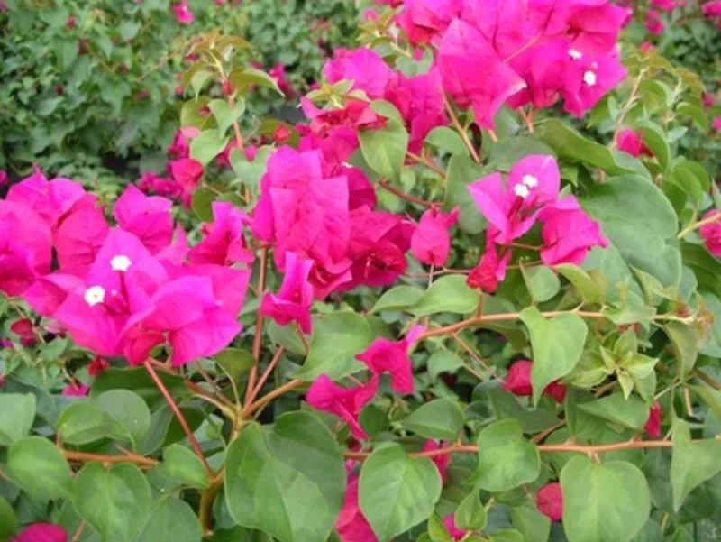 Juanita Hatten Bougainvillea Live Plant - 2 Pack, 4-6" Tall, Vibrant Pink Juanita Hatten Bougainvillea Live Plant - 2 Pack, 4-6" Tall, Vibrant Pink - Image 2