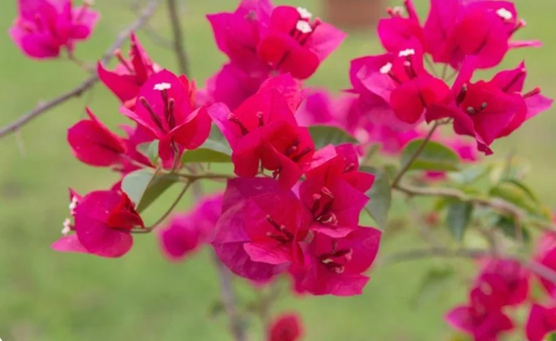 Juanita Hatten Bougainvillea Live Plant - 2 Pack, 4-6" Tall, Vibrant Pink Juanita Hatten Bougainvillea Live Plant - 2 Pack, 4-6" Tall, Vibrant Pink - Image 3