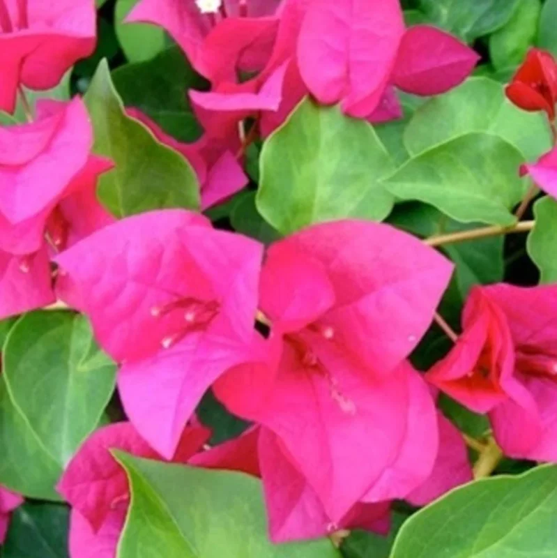Juanita Hatten Bougainvillea Live Plant – 2-Pack, 4-6" Tall, Pink Bracts, Drought Tolerant Juanita Hatten Bougainvillea Live Plant – 2-Pack, 4-6" Tall, Pink Bracts, Drought Tolerant - Image 1