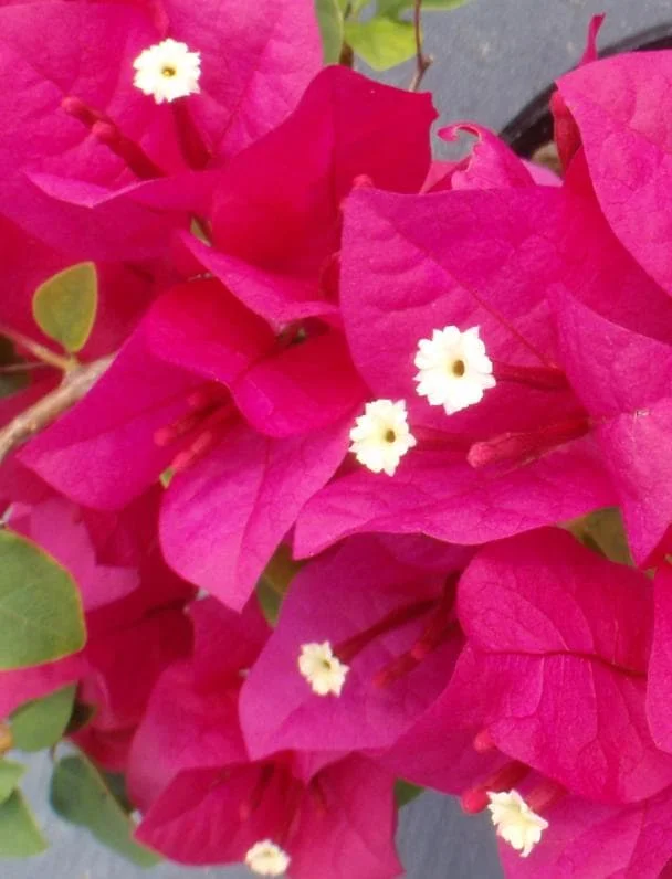 Juanita Hatten Bougainvillea Live Plant - 2 Pack, 4-6" Tall, Vibrant Pink Juanita Hatten Bougainvillea Live Plant - 2 Pack, 4-6" Tall, Vibrant Pink - Image 6