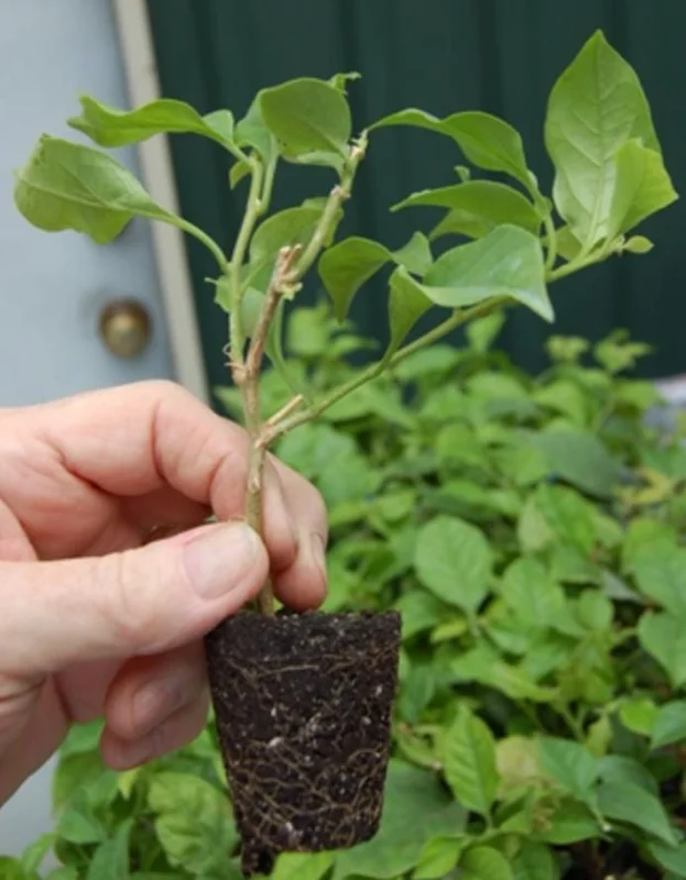 Juanita Hatten Bougainvillea Live Plant - 2 Pack, 4-6" Tall, Vibrant Pink Juanita Hatten Bougainvillea Live Plant - 2 Pack, 4-6" Tall, Vibrant Pink - Image 7