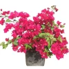Juanita Hatten Bougainvillea Live Plant, 2-Pack, Vibrant Pink Blooms, 4-8 Inch Tall, Hardy Flowering Vine - Image 1