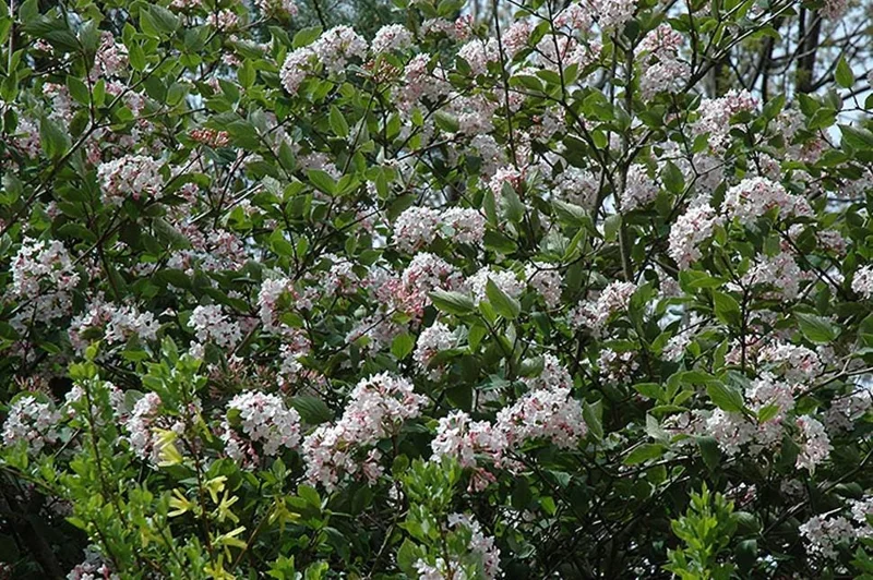 Juddi Viburnum Live Plant - 6-12" Tall, 3" Pot - Fragrant Deciduous Shrub Juddi Viburnum Live Plant - 6-12" Tall, 3" Pot - Fragrant Deciduous Shrub - Image 2