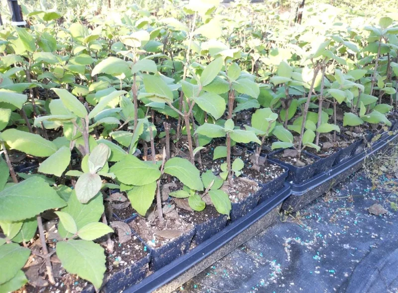 Juddi Viburnum Live Plant - 6-12" Tall, 3" Pot - Fragrant Deciduous Shrub Juddi Viburnum Live Plant - 6-12" Tall, 3" Pot - Fragrant Deciduous Shrub - Image 4