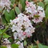 Juddi Viburnum Live Plant - 6-12" Tall, 3" Pot - Fragrant Deciduous Shrub - Image 1