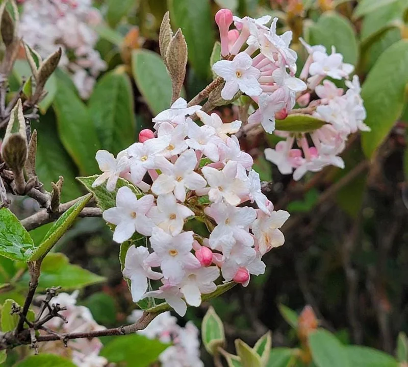 Juddi Viburnum Live Plant - 6-12" Tall, 3" Pot - Fragrant Deciduous Shrub Juddi Viburnum Live Plant - 6-12" Tall, 3" Pot - Fragrant Deciduous Shrub - Image 1