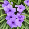 Katie's Dwarf Blue Ruellia Live Plant Set – 3-6" Tall Rooted Starters, 3 Pack Katie's Dwarf Blue Ruellia Live Plant Set – 3-6" Tall Rooted Starters, 3 Pack - Image 1