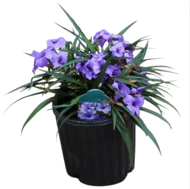 Katie's Dwarf Blue Ruellia Live Plants - 2 Pack, Mexican Petunia, Purple-Blue Flowers, 4-9 Inch Tall Katie's Dwarf Blue Ruellia Live Plants - 2 Pack, Mexican Petunia, Purple-Blue Flowers, 4-9 Inch Tall - Image 2