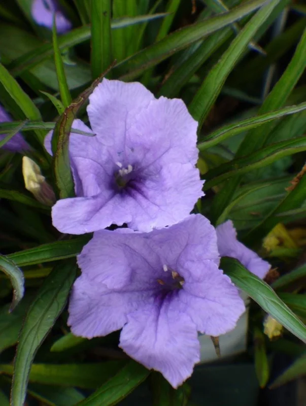 Katie's Dwarf Blue Ruellia Live Plants - 2 Pack, Mexican Petunia, Purple-Blue Flowers, 4-9 Inch Tall Katie's Dwarf Blue Ruellia Live Plants - 2 Pack, Mexican Petunia, Purple-Blue Flowers, 4-9 Inch Tall - Image 3