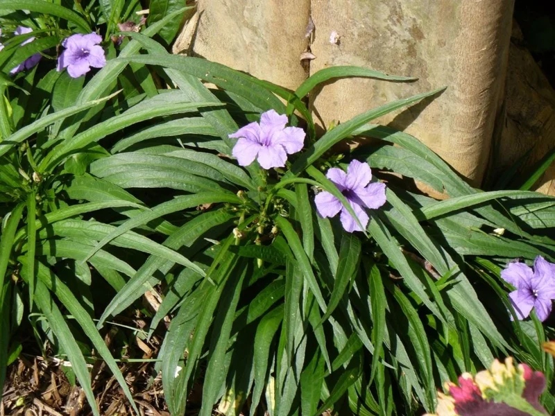 Katie's Dwarf Blue Ruellia Live Plants - 2 Pack, Mexican Petunia, Purple-Blue Flowers, 4-9 Inch Tall Katie's Dwarf Blue Ruellia Live Plants - 2 Pack, Mexican Petunia, Purple-Blue Flowers, 4-9 Inch Tall - Image 4