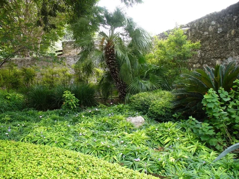 Katie's Dwarf Blue Ruellia Live Plants - 2 Pack, Mexican Petunia, Purple-Blue Flowers, 4-9 Inch Tall Katie's Dwarf Blue Ruellia Live Plants - 2 Pack, Mexican Petunia, Purple-Blue Flowers, 4-9 Inch Tall - Image 5