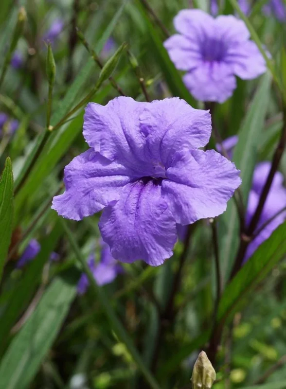 Katie's Dwarf Blue Ruellia Live Plants - 2 Pack, Mexican Petunia, Purple-Blue Flowers, 4-9 Inch Tall Katie's Dwarf Blue Ruellia Live Plants - 2 Pack, Mexican Petunia, Purple-Blue Flowers, 4-9 Inch Tall - Image 6