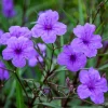 Katie's Dwarf Blue Ruellia Live Plants - 2 Pack, Mexican Petunia, Purple-Blue Flowers, 4-9 Inch Tall Katie's Dwarf Blue Ruellia Live Plants - 2 Pack, Mexican Petunia, Purple-Blue Flowers, 4-9 Inch Tall - Image 1