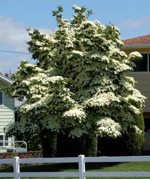 Kousa Japanese Dogwood Tree Live Plant – 12-18" Tall – 1 Quart Pot – White Blooms - Image 2