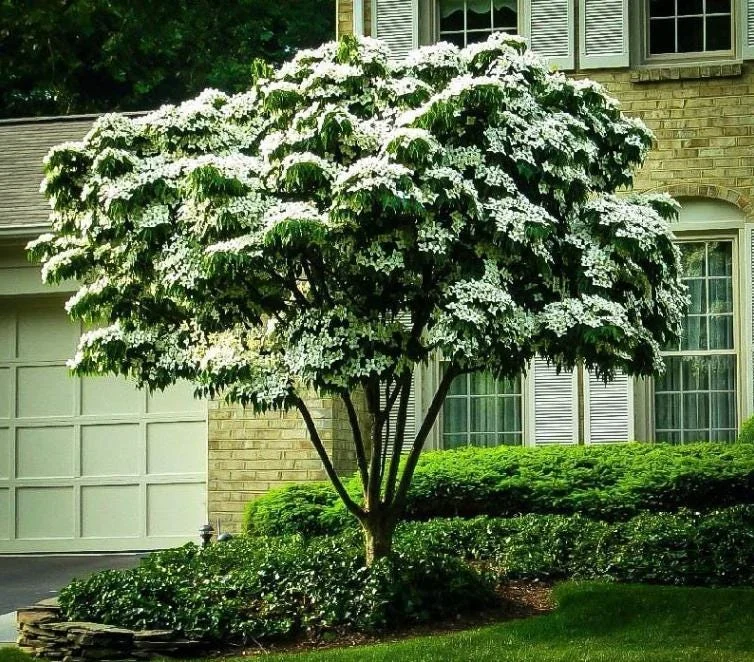 Kousa Japanese Dogwood Tree Live Plant – 12-18" Tall – 1 Quart Pot – White Blooms Kousa Japanese Dogwood Tree Live Plant – 12-18" Tall – 1 Quart Pot – White Blooms - Image 3