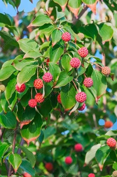 Kousa Japanese Dogwood Tree Live Plant – 12-18" Tall – 1 Quart Pot – White Blooms Kousa Japanese Dogwood Tree Live Plant – 12-18" Tall – 1 Quart Pot – White Blooms - Image 4