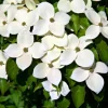 Kousa Japanese Dogwood Tree Live Plant – 12-18" Tall – 1 Quart Pot – White Blooms - Image 1