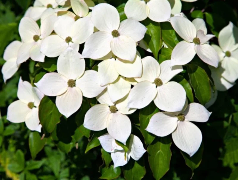 Kousa Japanese Dogwood Tree Live Plant – 12-18" Tall – 1 Quart Pot – White Blooms - Image 1