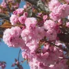 Kwanzan Flowering Cherry Live Plant - 8-14" Tall - 3" Pot - Light Pink Blooms Tree - Image 1