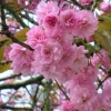 Kwanzan Flowering Cherry Tree Live Plant - 8-14" Tall, 3" Pot - Double Pink Blooms - Image 1