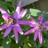 Lady Lavender Passiflora Live Plant - Violet Purple Passion Flower Vine, 5-7 Inch Tall - Image 1