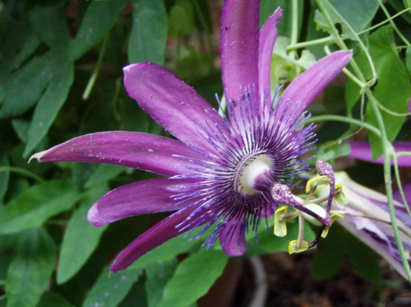 Lady Lavender Passionflower Live Vine - Passiflora Starter Plant, 4-6" Tall, Rooted, Outdoor Lady Lavender Passionflower Live Vine - Passiflora Starter Plant, 4-6" Tall, Rooted, Outdoor - Image 5