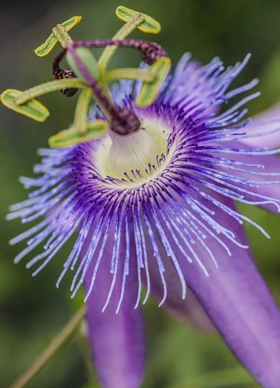 Lady Lavender Passionflower Live Vine - Passiflora Starter Plant, 4-6" Tall, Rooted, Outdoor Lady Lavender Passionflower Live Vine - Passiflora Starter Plant, 4-6" Tall, Rooted, Outdoor - Image 7