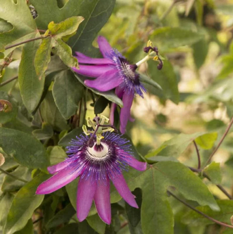 Lady Lavender Passionflower Live Vine - Passiflora Starter Plant, 4-6" Tall, Rooted, Outdoor Lady Lavender Passionflower Live Vine - Passiflora Starter Plant, 4-6" Tall, Rooted, Outdoor - Image 8
