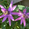 Lady Lavender Passionflower Live Vine - Passiflora Starter Plant, 4-6" Tall, Rooted, Outdoor - Image 1