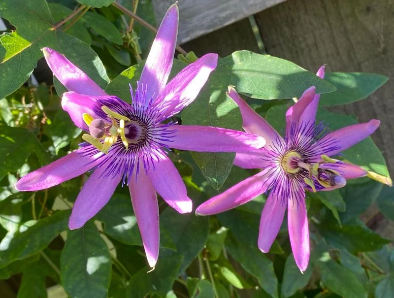 Lady Lavender Passionflower Live Vine - Passiflora Starter Plant, 4-6" Tall, Rooted, Outdoor Lady Lavender Passionflower Live Vine - Passiflora Starter Plant, 4-6" Tall, Rooted, Outdoor - Image 1