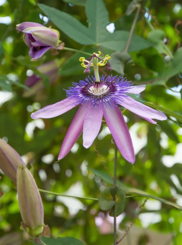 Lady Lavender Passionflower Vine Live Plant – 4-6" Tall, Rooted Climber for Outdoors - Image 2
