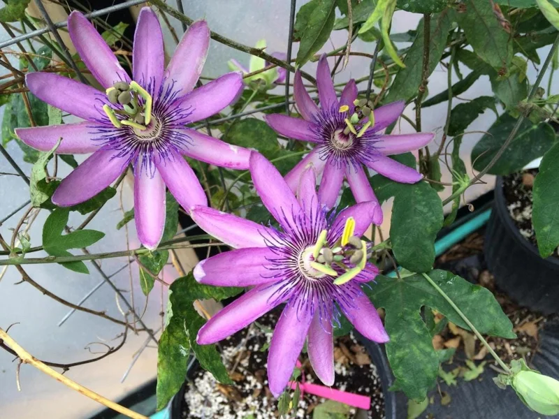 Lady Lavender Passionflower Vine Live Plant – 4-6" Tall, Rooted Climber for Outdoors Lady Lavender Passionflower Vine Live Plant – 4-6" Tall, Rooted Climber for Outdoors - Image 4